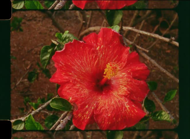 A close-up of a vibrant red hibiscus flower with yellow streaks, shot on vintage film