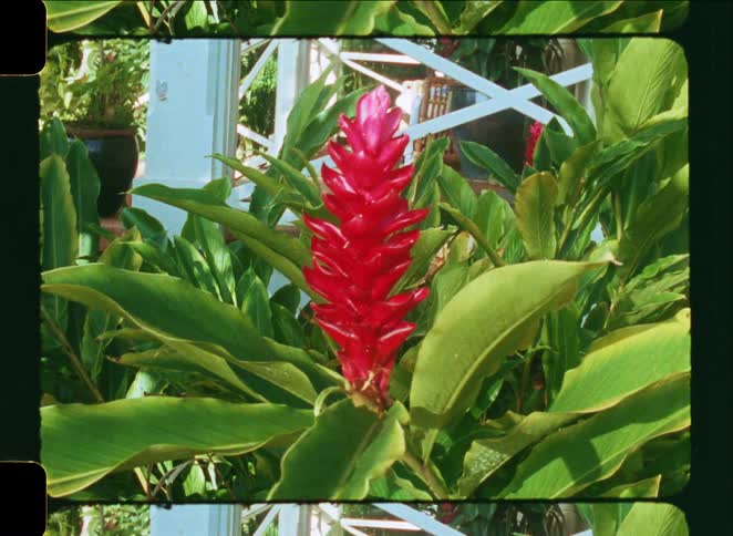 Vintage film footage shows a vibrant red ginger flower surrounded by lush green leaves in a sunny garden