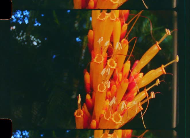 A vintage 8mm film captures a close-up, shaky shot of a beautiful orange and yellow Aechmea flower in a tropical garden