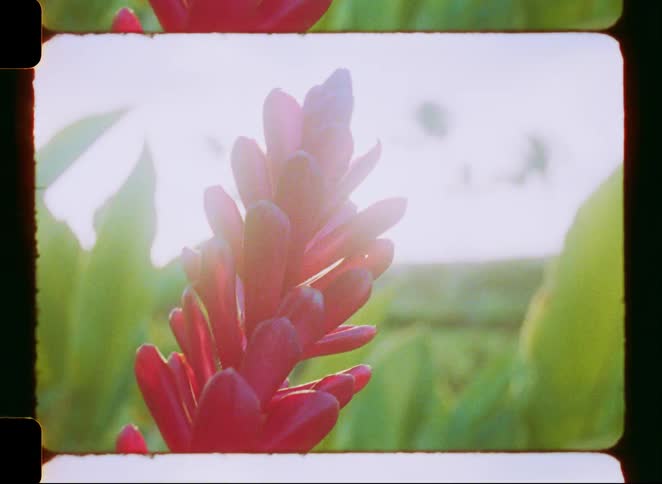 A dreamy Super 8mm film shot shows a vibrant red ginger flower swaying gently in the sun's warm glow