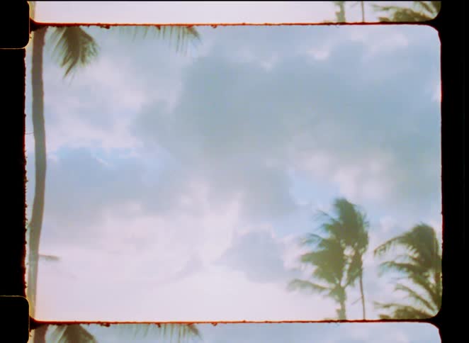 Dreamy vintage film captures palm trees blowing in the wind on a hazy tropical island