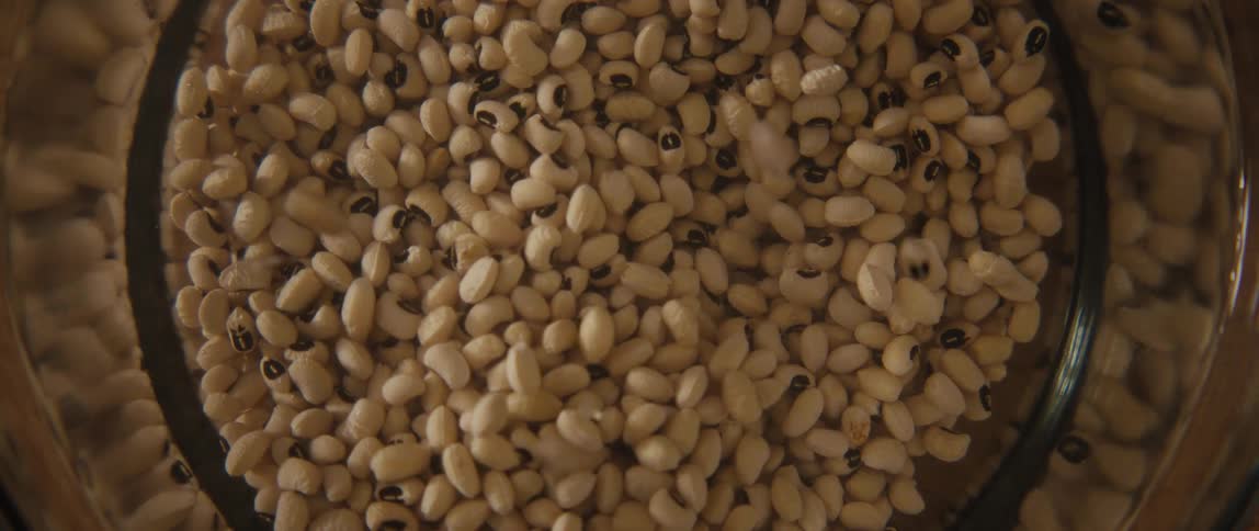 A hand washes and soaks black-eyed peas in a clear bowl of water in a slow-motion, top-down shot