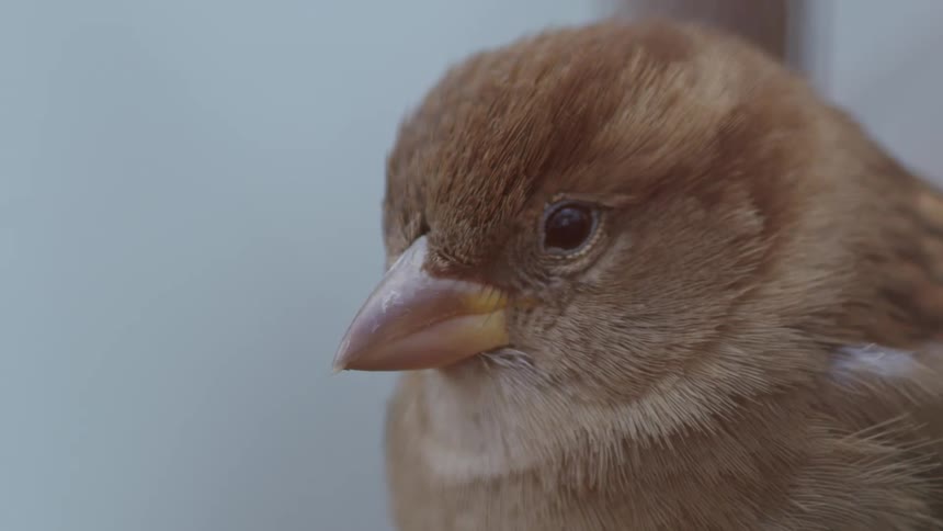 Extreme close-up macro view of a curious little brown sparrow looking around