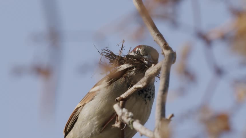 Slow motion close-up of a diligent sparrow carrying nesting material in its beak before taking flight from a tree branch