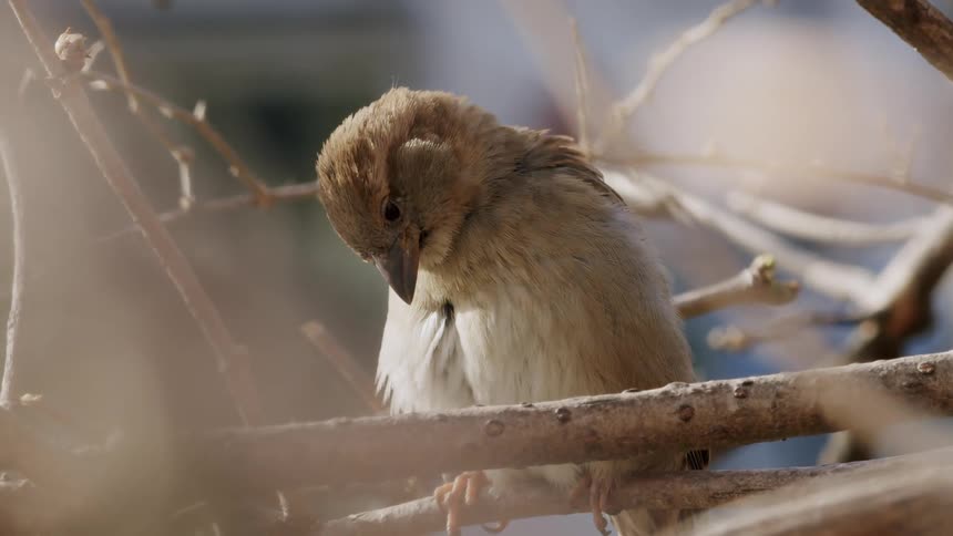 A sleepy sparrow perched on a bare tree branch gently preens its feathers in a beautiful slow-motion close-up
