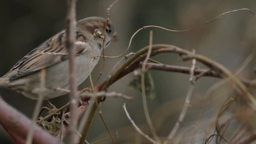 A close-up of a house sparrow perching on a branch before taking flight in slow motion