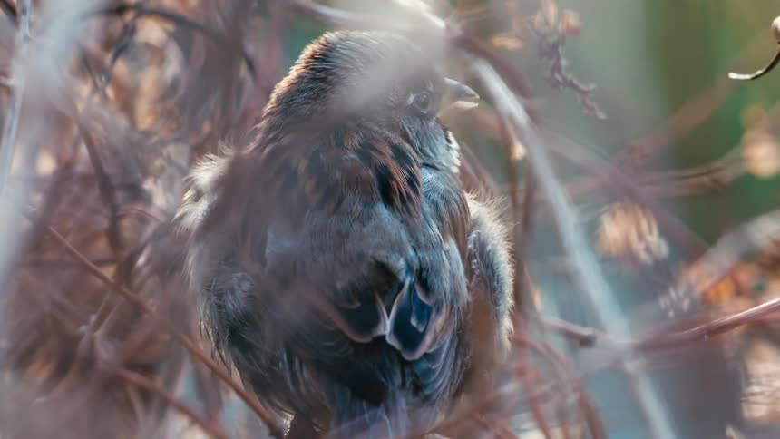 A dreamy close-up shot of a small fluffy sparrow shivering as it perches on a bare branch