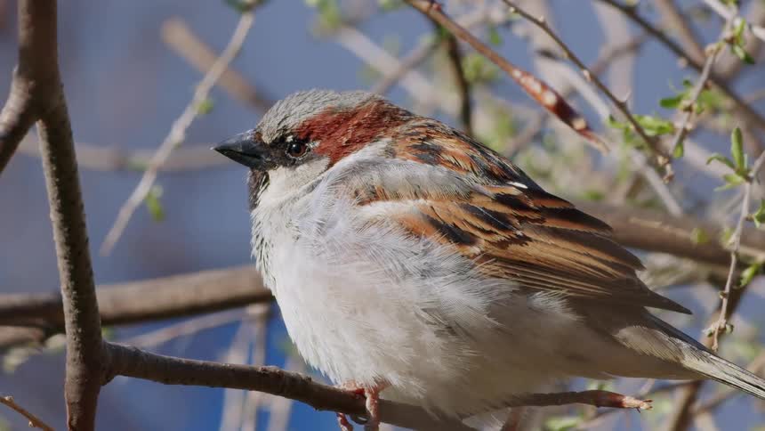 A macro close-up shot of a male house sparrow perched on a tree branch, chirping in the warm spring sunlight