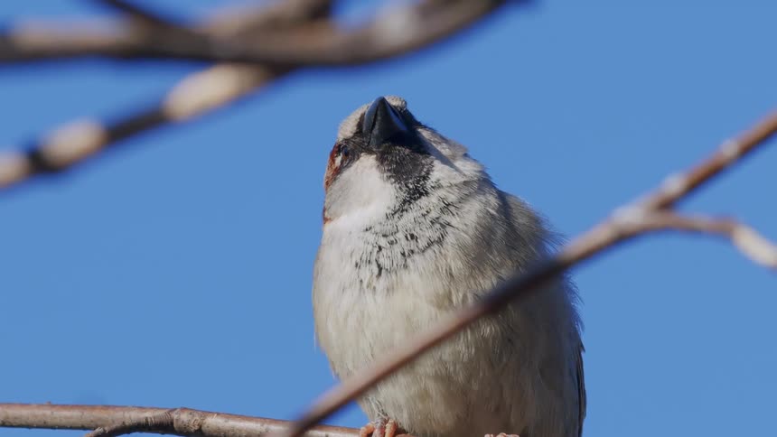 A detailed close-up of a single house sparrow perched on a tree branch against a clear blue sky