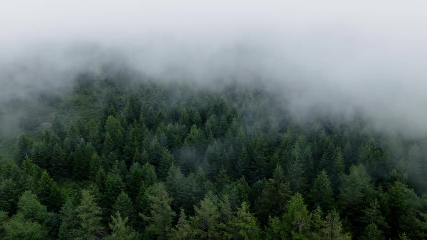 A moody aerial shot slowly pulls back over a dense green forest shrouded in a thick layer of fog