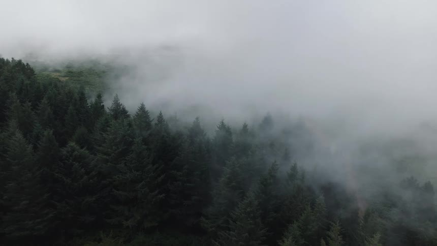 An aerial view of thick fog slowly rolling over the treetops of a dense evergreen forest