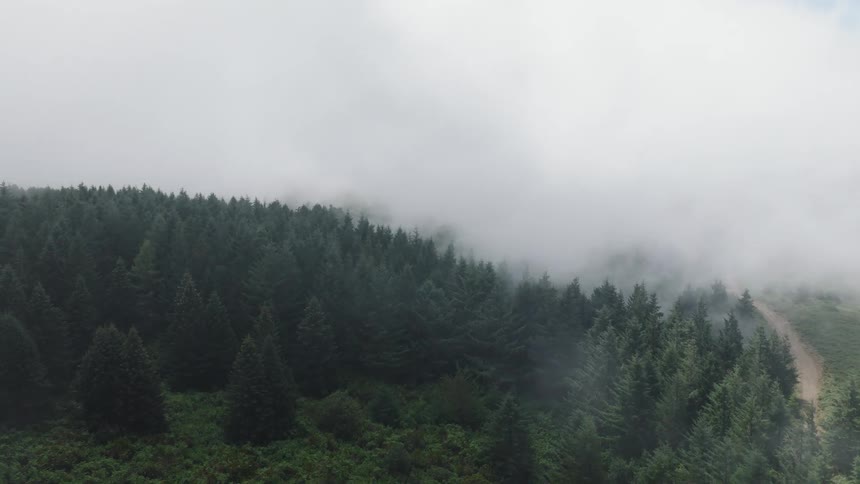 An aerial view shows thick white fog slowly rolling over the treetops of a dense pine forest
