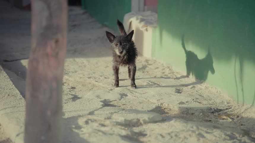A scruffy, black street dog walks cautiously toward the camera in a sandy alleyway in slow motion