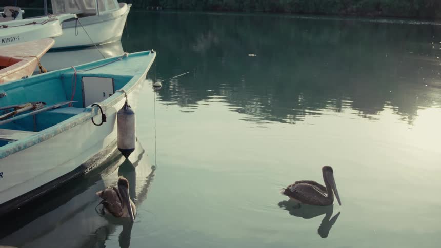 Two pelicans calmly float in the tranquil water of a marina next to docked boats at sunrise