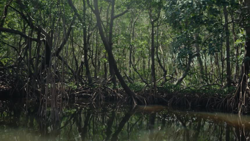 A slow journey through a serene and dense mangrove forest with sunlight filtering through the lush green canopy