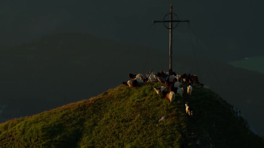 A tall cross is surrounded by goats on a mountain