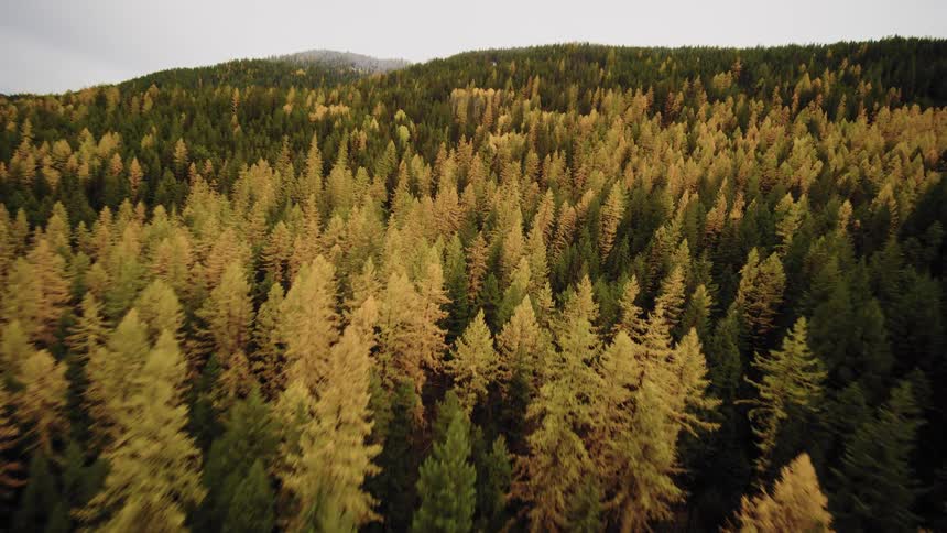 An aerial flyover of a dense mountain forest with a mix of green evergreens and golden yellow trees during the fall season