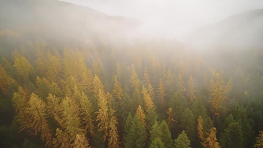 An aerial view flying over a foggy mountain forest with green and golden autumn trees
