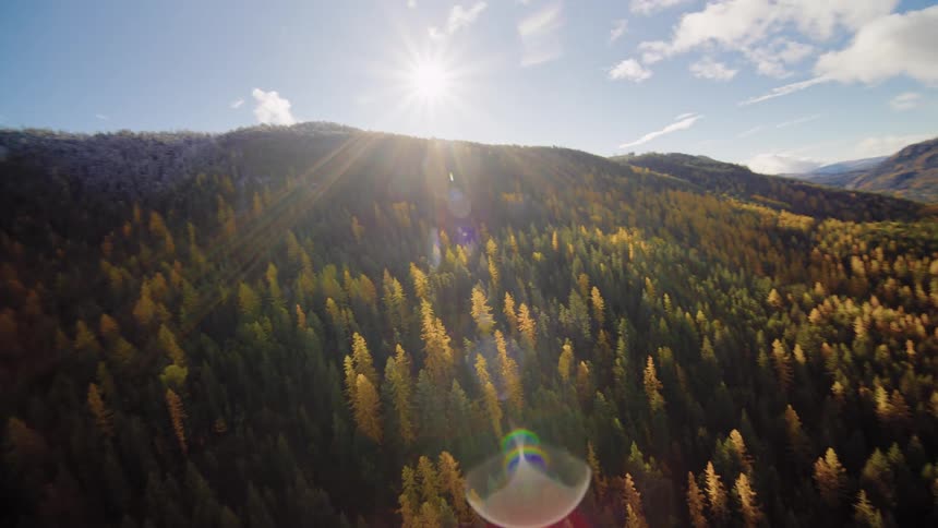 Aerial footage reveals a stunning autumn forest sprawling across a sun-kissed mountain valley
