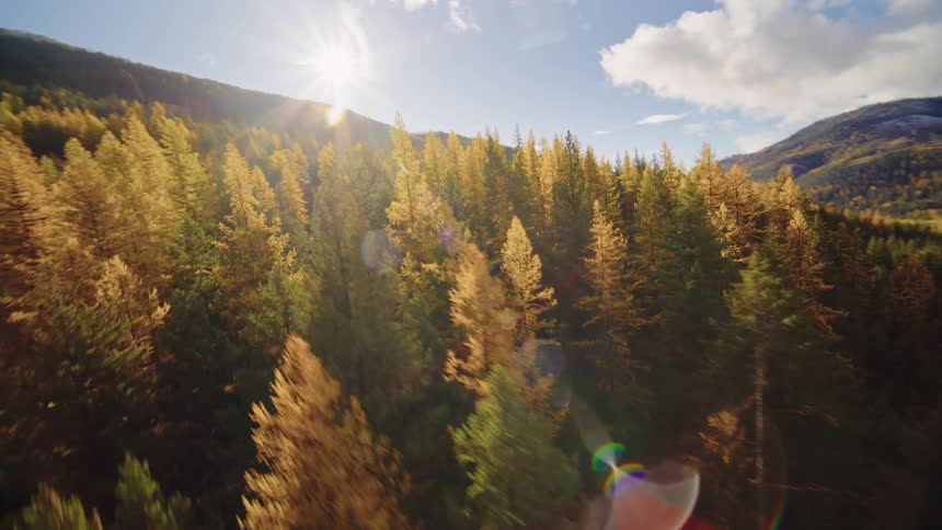 An aerial shot flies towards the sun over a dense, colorful autumn forest on a mountainside