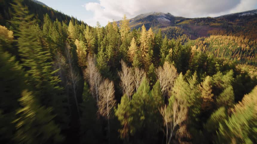 An FPV drone soars over a sunlit autumnal forest of vibrant yellow and green trees nestled in the mountains