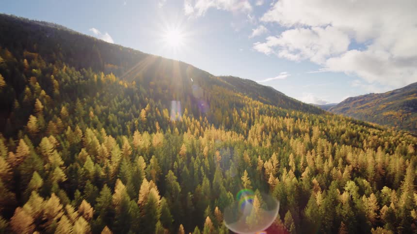 An aerial view flying over a vast mountain valley covered in a dense forest of green and golden autumn trees as the sun shines brightly