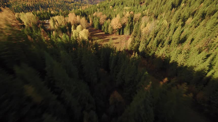 Aerial flyover above a sunlit autumn forest clearing surrounded by evergreen trees and mountain hills