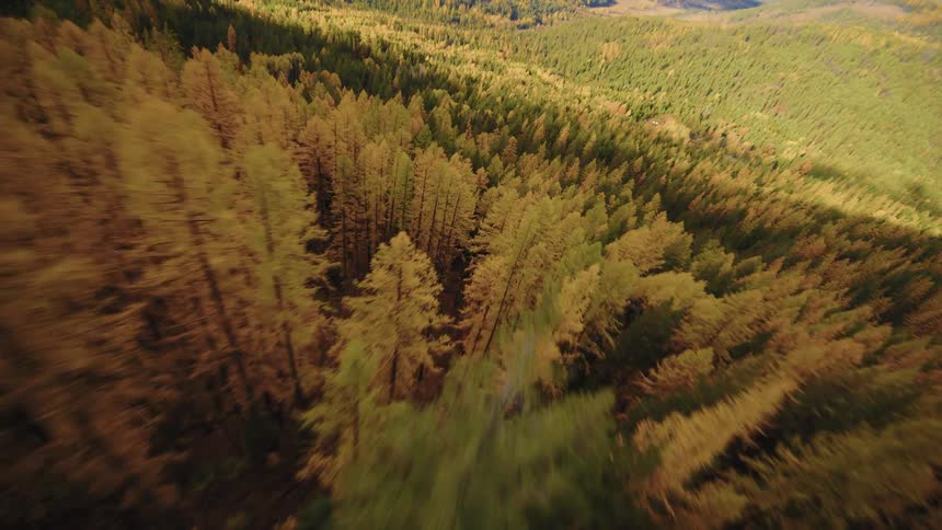 An exhilarating FPV drone flight soars over a sun-kissed mountain ridge and dives into a stunning autumn forest of green and gold