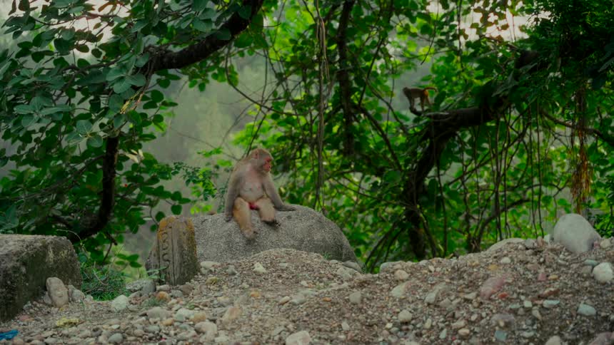 A Rhesus macaque sits calmly on a large rock in a lush green jungle while a smaller monkey plays on a tree branch in the background