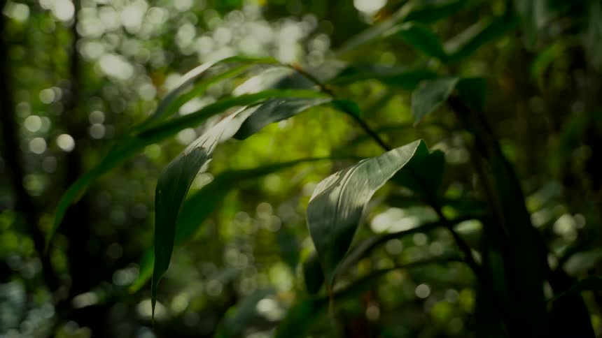 A serene close-up shot of vibrant green leaves in a lush, sun-dappled jungle setting
