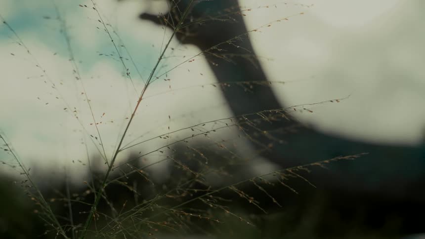 A dreamy close-up of a blade of grass swaying with a blurry dinosaur statue silhouette in the background against a hazy sky