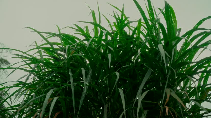 Low-angle shot of tall green grass with raindrops on its leaves swaying gently in the wind under an overcast sky