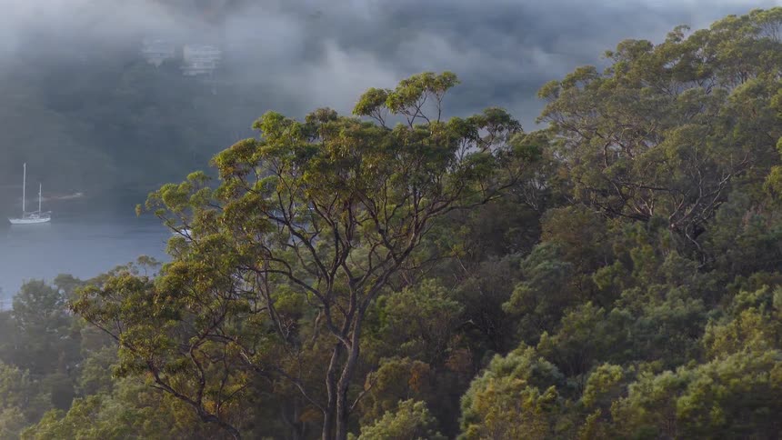 Fog rolls gently over a tranquil bay behind a lush, green forest on a calm morning