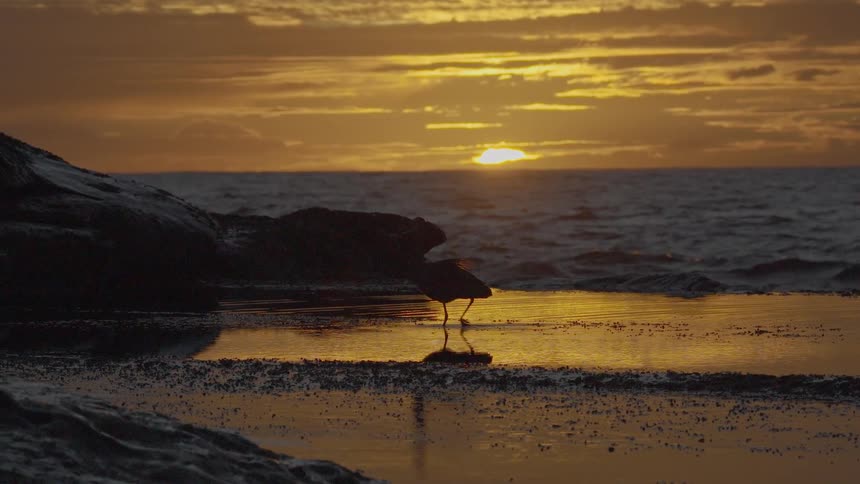 A silhouetted heron slowly walks through a reflective tidal pool on a rocky shore during a beautiful golden sunset
