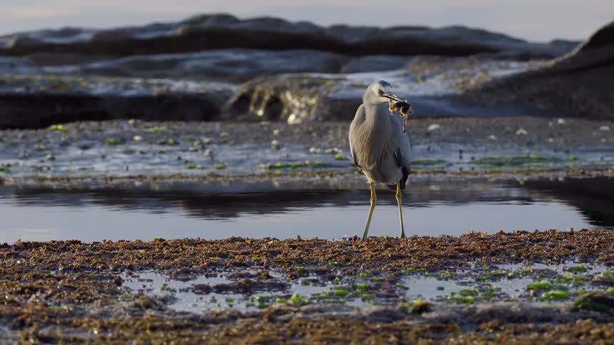 A White-faced Heron stands patiently on a rocky shore beside a tidal pool, holding a freshly caught crab in its beak
