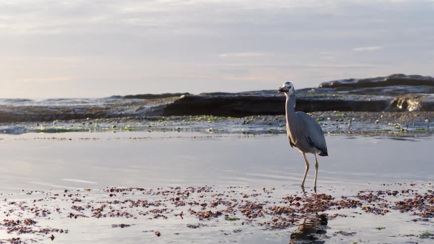 A beautiful White-faced Heron stands in a calm rock pool with a freshly caught crab in its beak as gentle waves break on the shore in slow motion