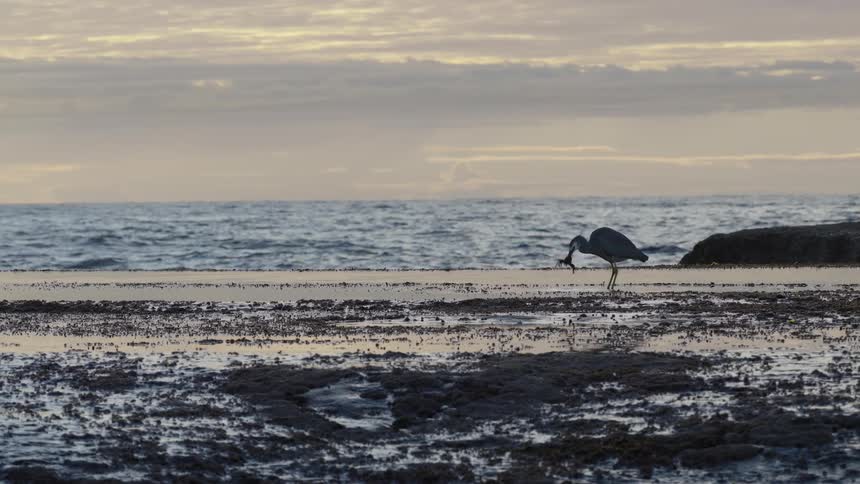 A white-faced heron successfully catches and eats a crab on the tidal flats by the ocean at sunset