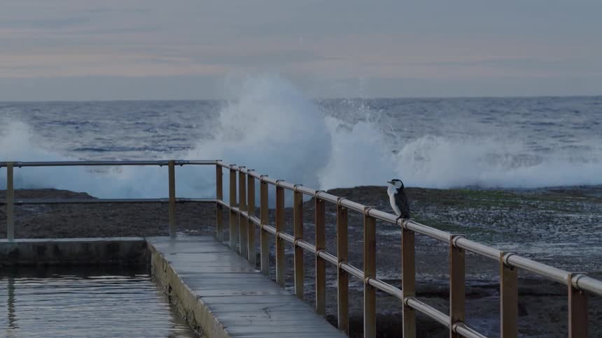 A lone cormorant perches on a metal railing by a seaside pool, unfazed as a powerful ocean wave crashes onto the rocks in dramatic slow motion