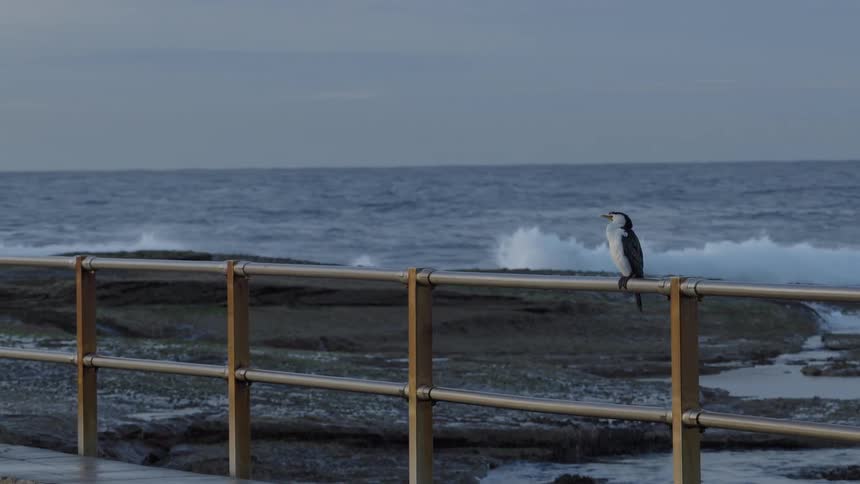 A pied cormorant perches on a metal railing watching the ocean waves crash on the rocky shoreline in slow motion