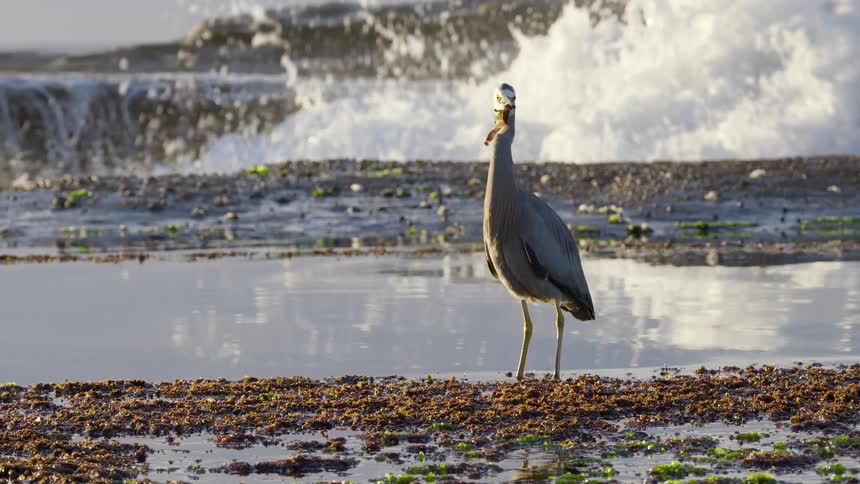 A white-faced heron stands in a shallow rock pool and swallows a crab whole as waves crash on the rocks in the background