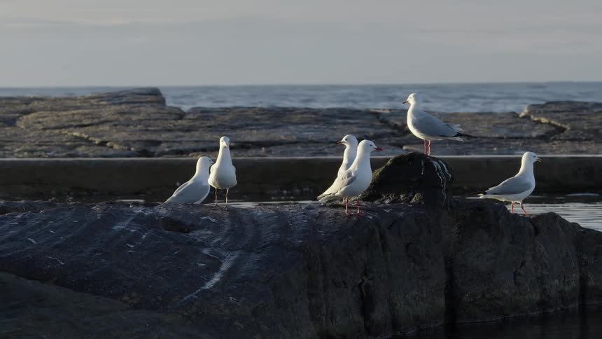 A flock of seagulls rests on a rocky shore in slow motion as the sun rises over the calm ocean