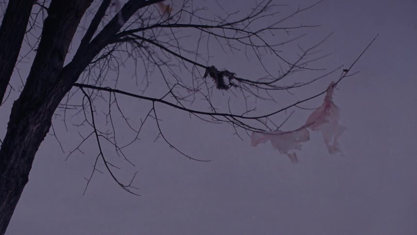 A time-lapse of a foggy dawn transitions to a colorful sky behind a bare tree with a plastic bag caught in its branches