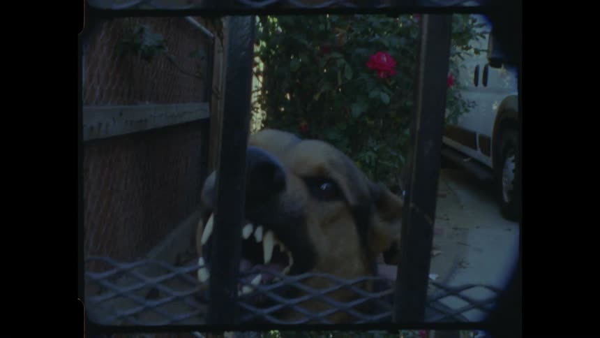 Vintage-style footage captures a menacing guard dog baring its sharp teeth and barking aggressively from behind a metal gate
