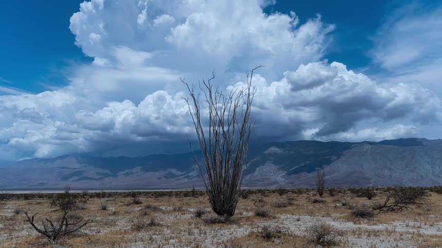 A cinemagraph of dramatic, puffy white storm clouds moving over a lone ocotillo plant in the vast Anza-Borrego Desert