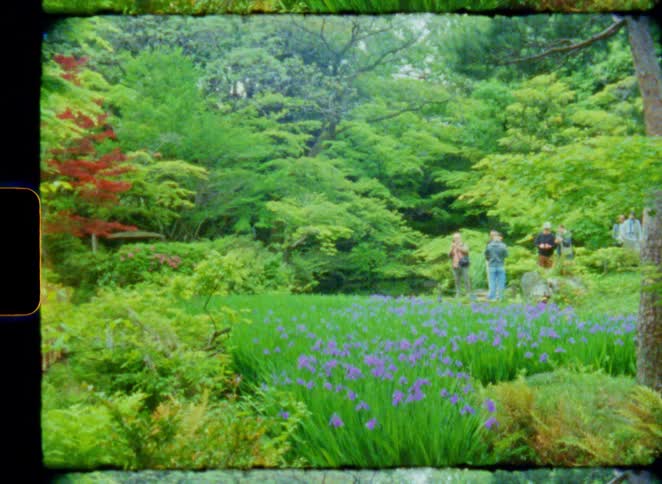 A vintage film shot of a lush Japanese garden with a field of blooming purple irises and tourists in the background