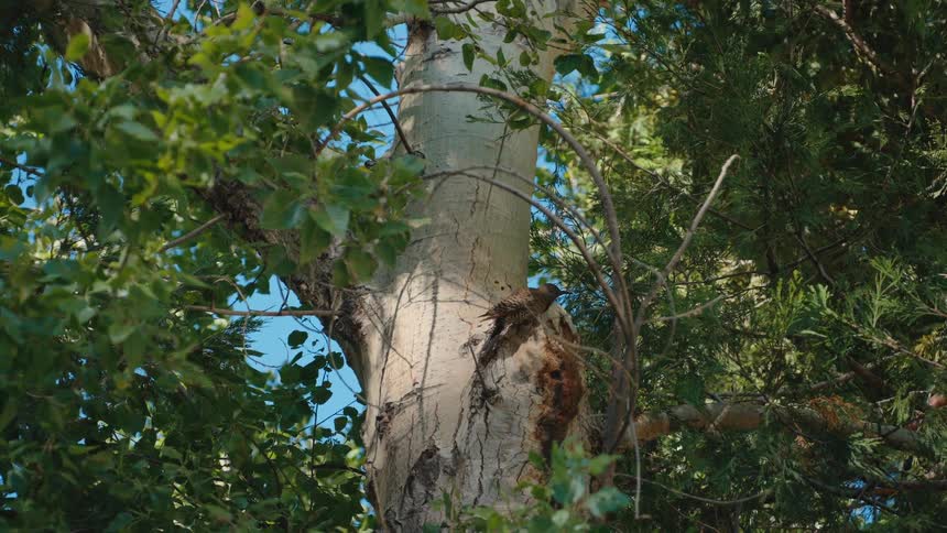 A Northern Flicker woodpecker climbs and pecks at a large poplar tree trunk amidst lush green leaves