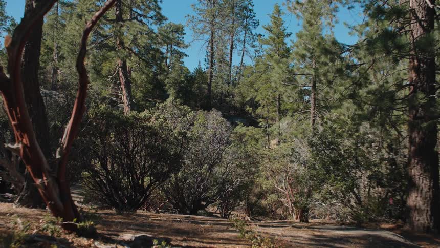 A tranquil and sun-drenched forest scene with tall pine trees and low-lying shrubs