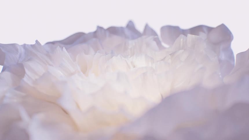 Ethereal close-up of a white flower's delicate, translucent petals glowing with soft light