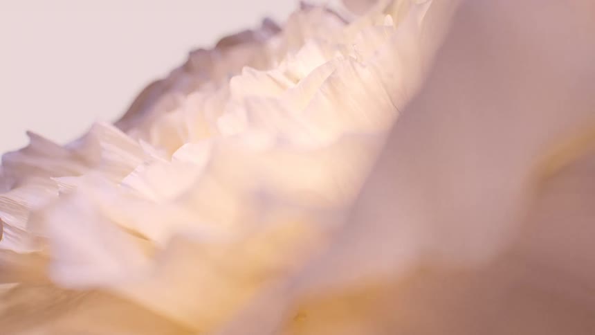 A dreamy macro shot reveals the delicate, soft, ruffled petals of a pale flower in a serene and abstract composition