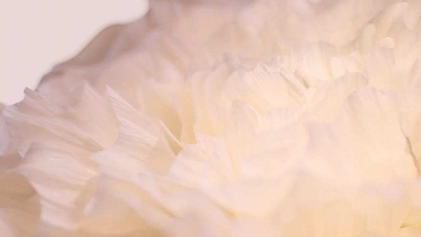 An abstract macro view reveals the soft, delicate texture of ruffled white flower petals